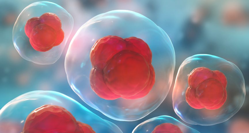 Stem Cell Therapy What Are Stems Cells Rejuvenateyourhealth